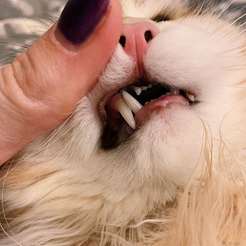 Санация полости рта и чистка зубов собакам и кошкам