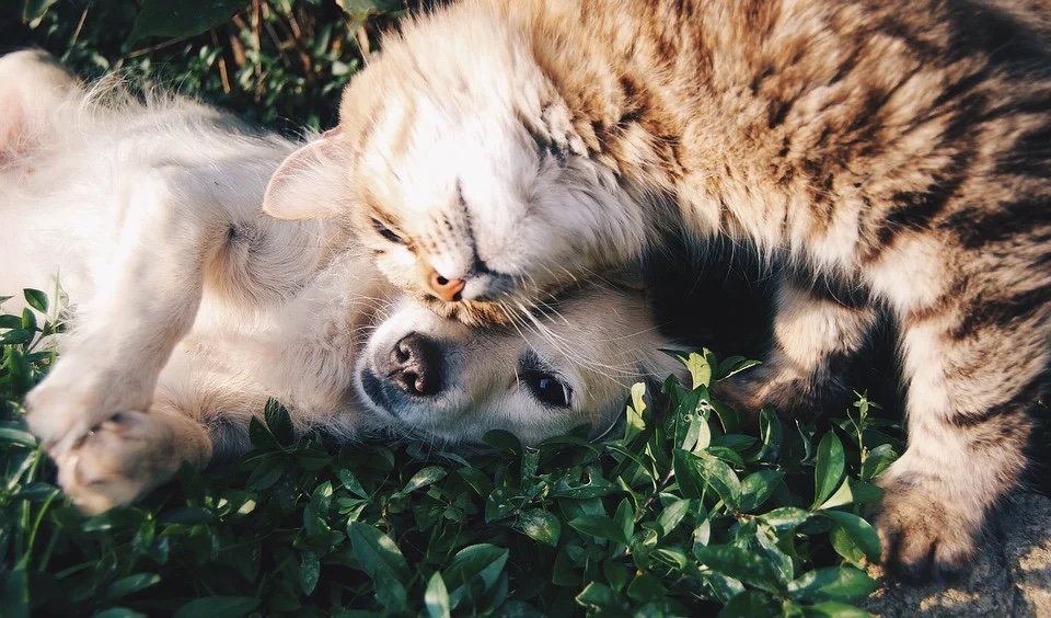 Стерилизация собак и кошек