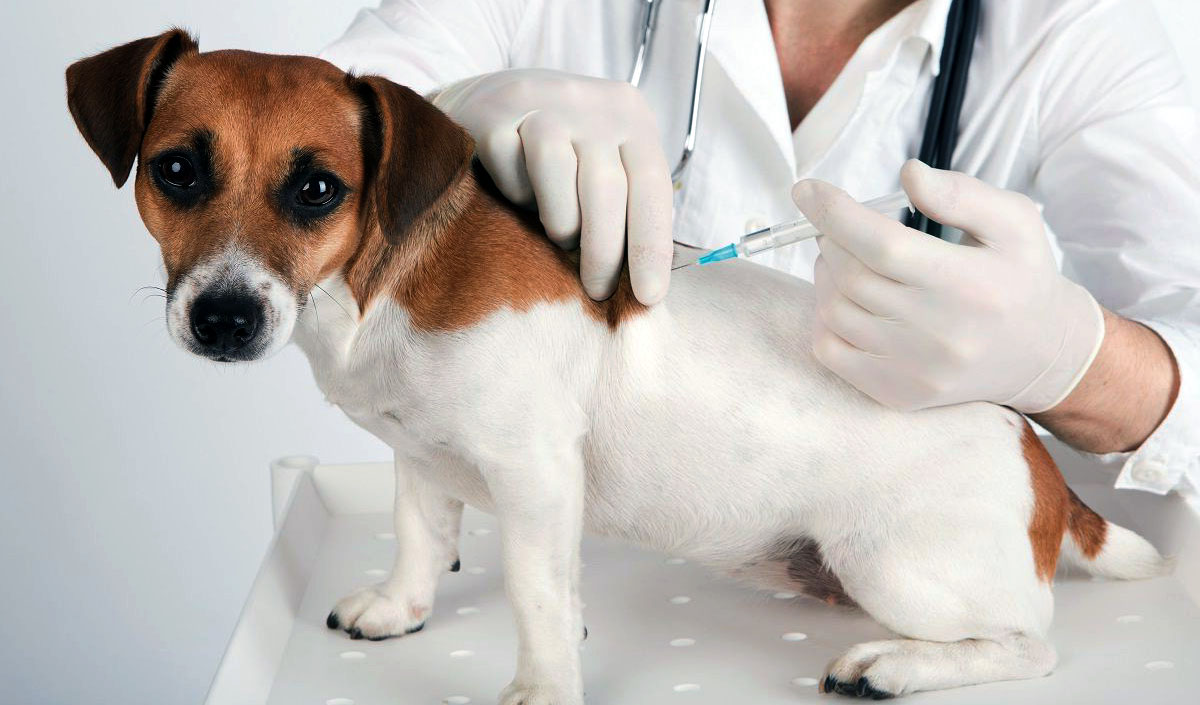 Безопасные прививки собакам и щенкам в ветклинике ionVet