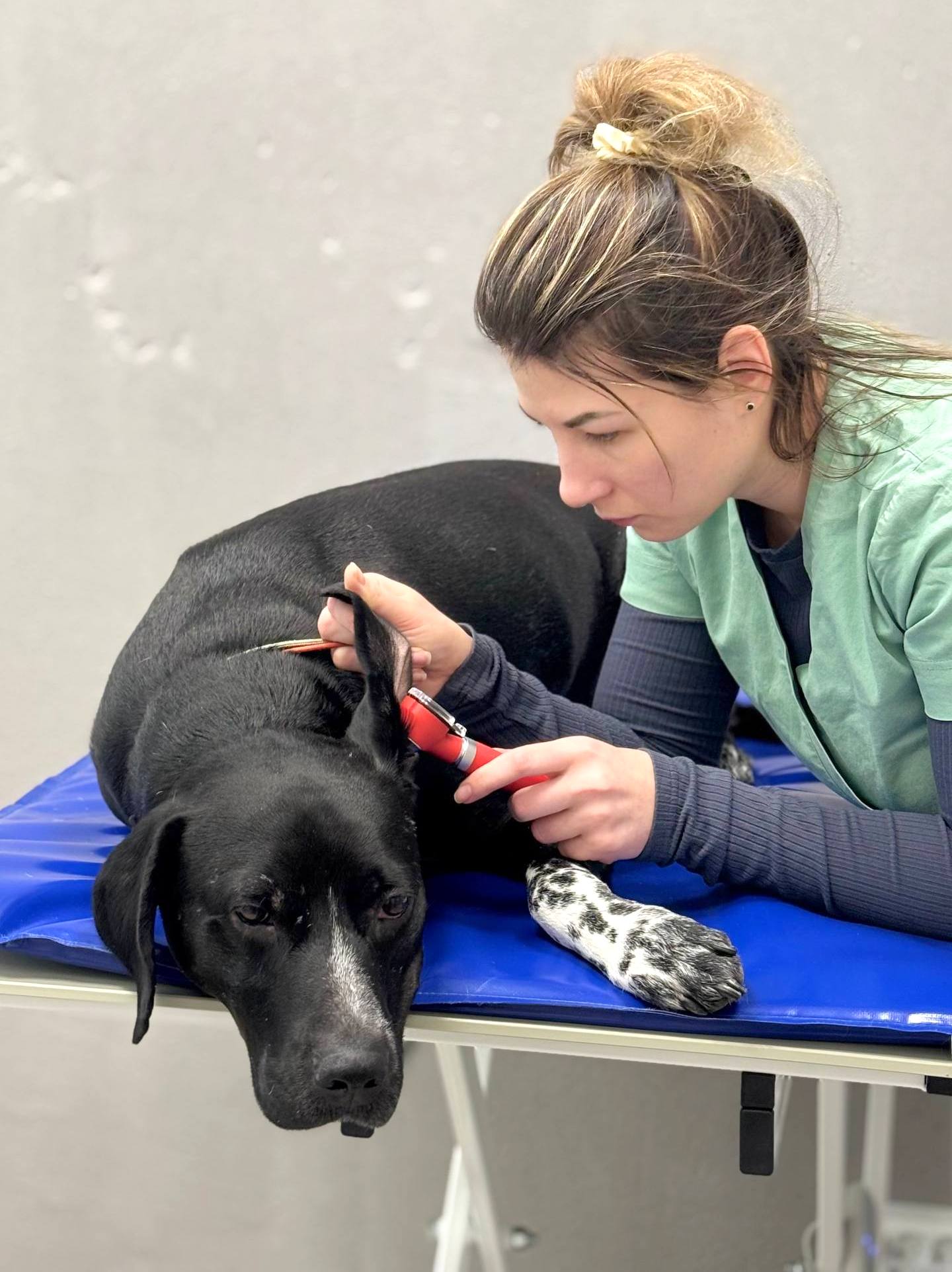 Ветеринарный центр IONVET на Тульской: ветеринарная стоматология Ветеринарный врач Татьяна Ионичевская лечит отит у собак