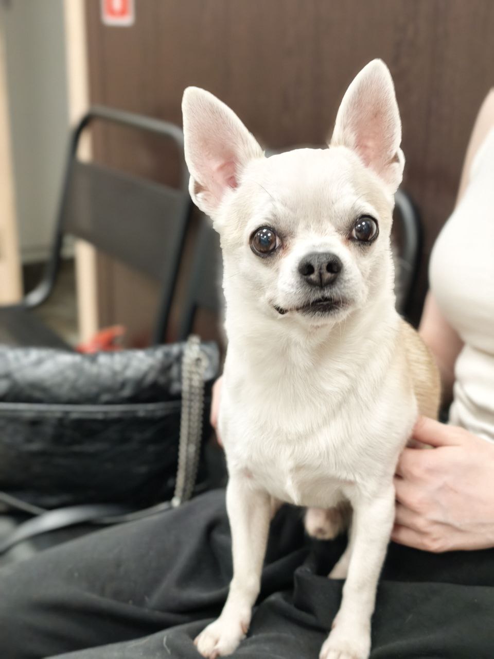 Опыт кандидата ветеринарных наук Екатерины Кибардиной: кистозная гиперплазия предстательной железы у кобелей