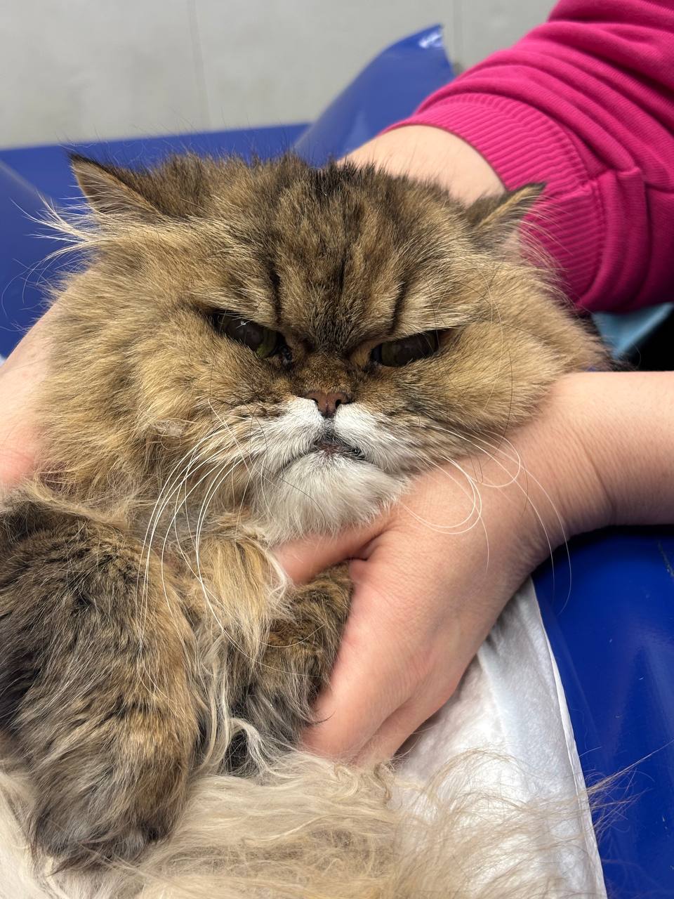 Пиометра, гидрометра, гематометра у кошек и собак: опыт ветеринарного врача Марии Тищенко