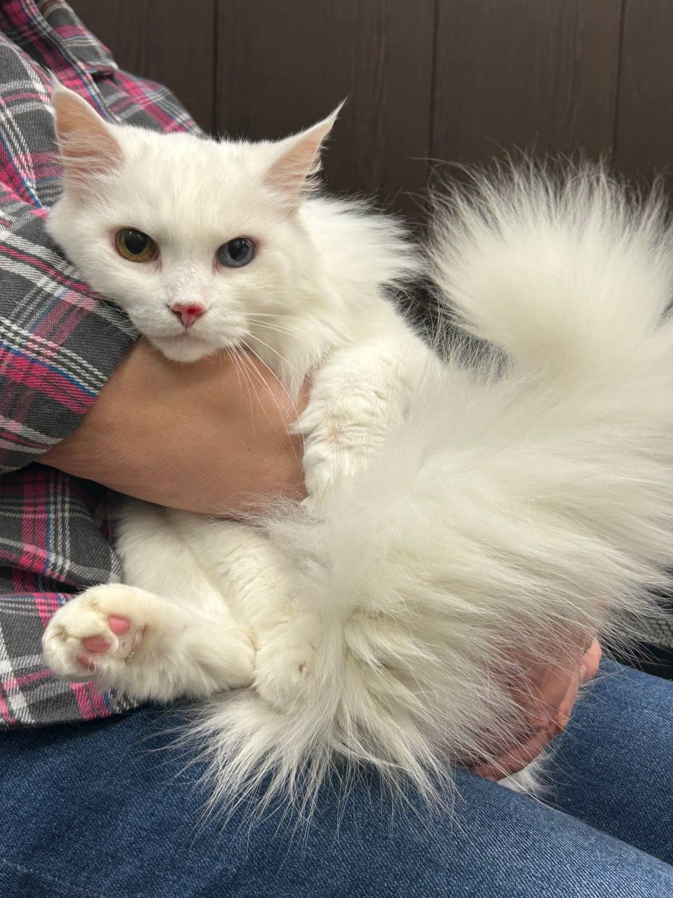 Опыт ветеринара-кардиолога Юлии Змазневой: легочная гипертензия у собак и кошек