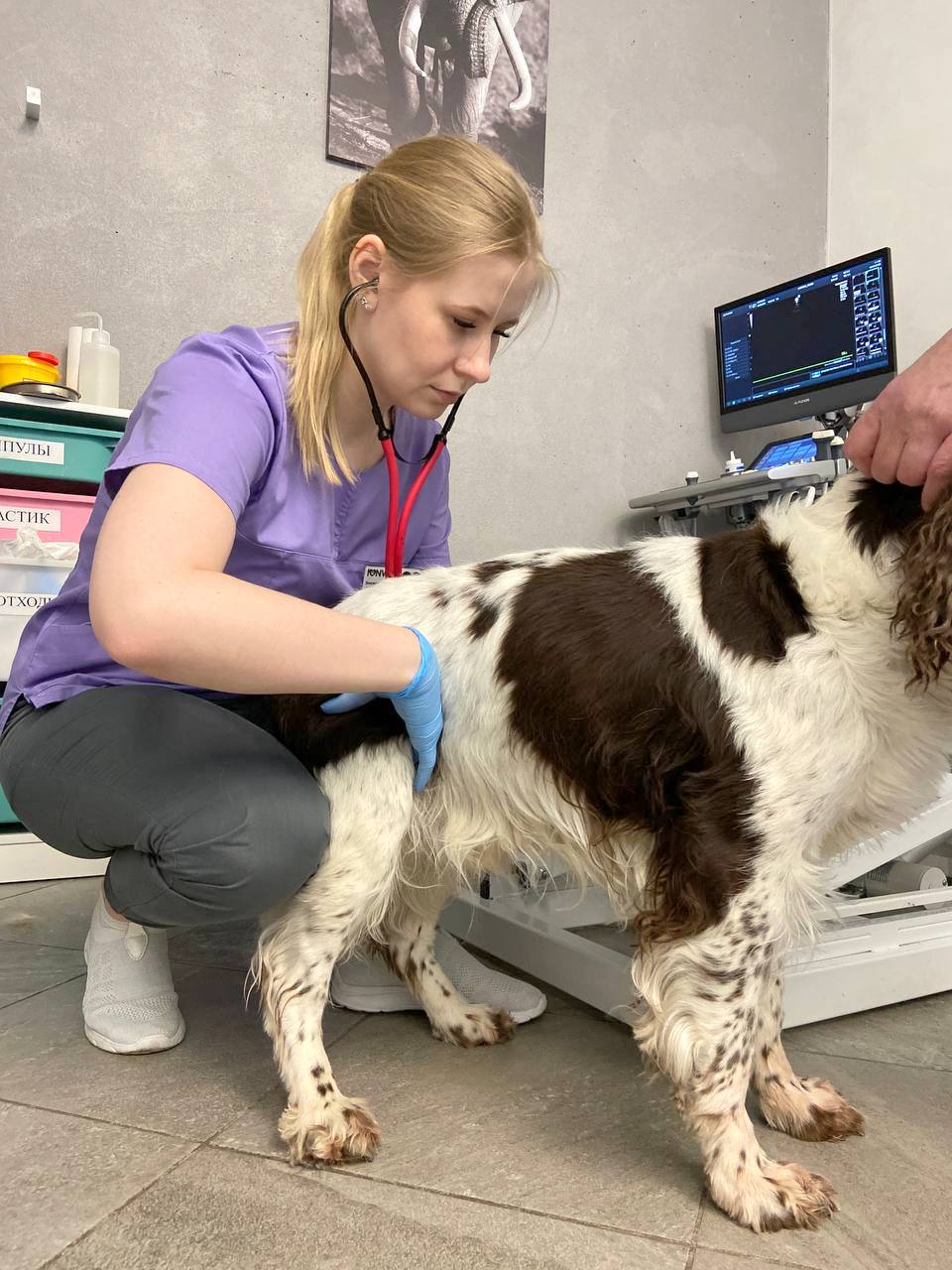 Опыт ветеринара-кардиолога Юлии Змазневой: миксоматозная дегенерация митрального клапана у собак